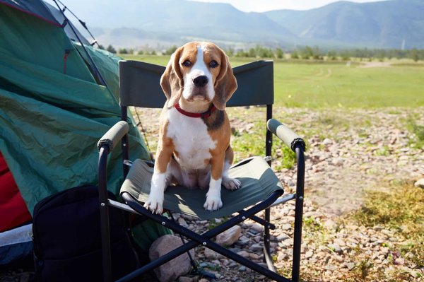Les campings en Dordogne acceptent-ils les animaux de compagnie ?