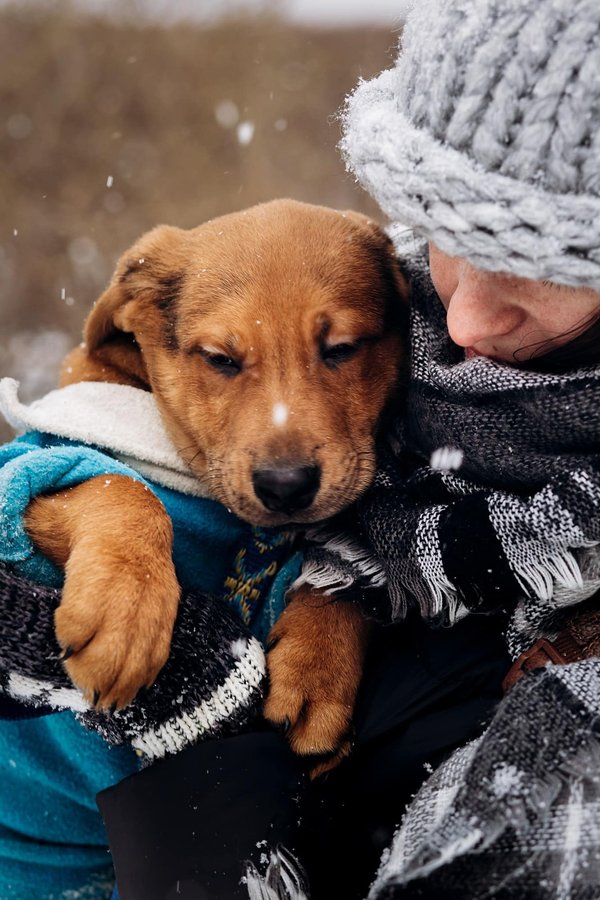 Santé et bien-être des animaux adoptés
