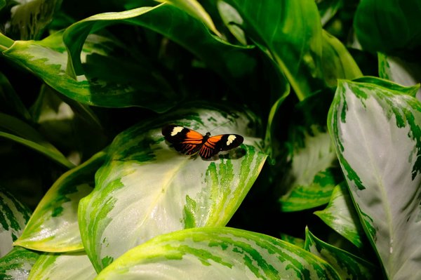 Quels conseils pour écrire une biographie captivante de personnages historiques ?